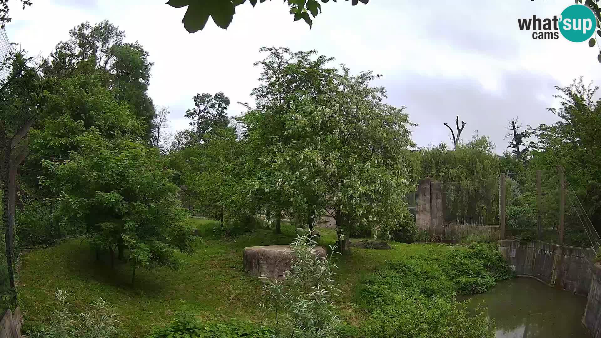 Zoo Zagreb – Lion