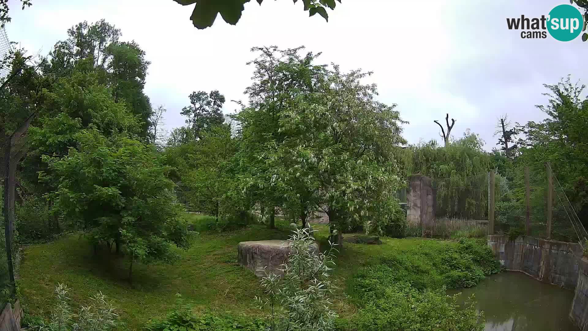Zoo Zagreb – Lion