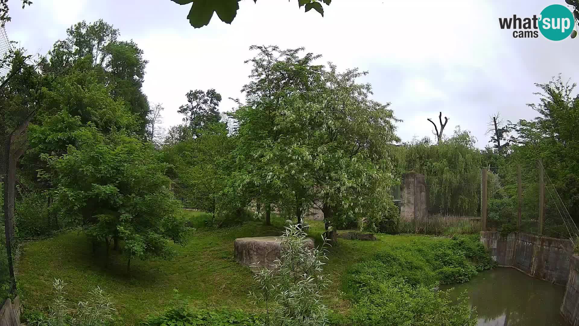Zoo Zagreb – Lion