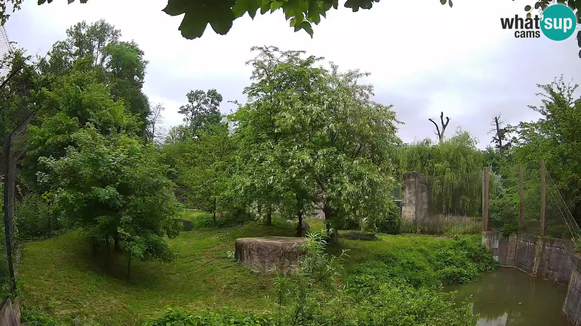 Spletna kamera Zoo Zagreb – Levi