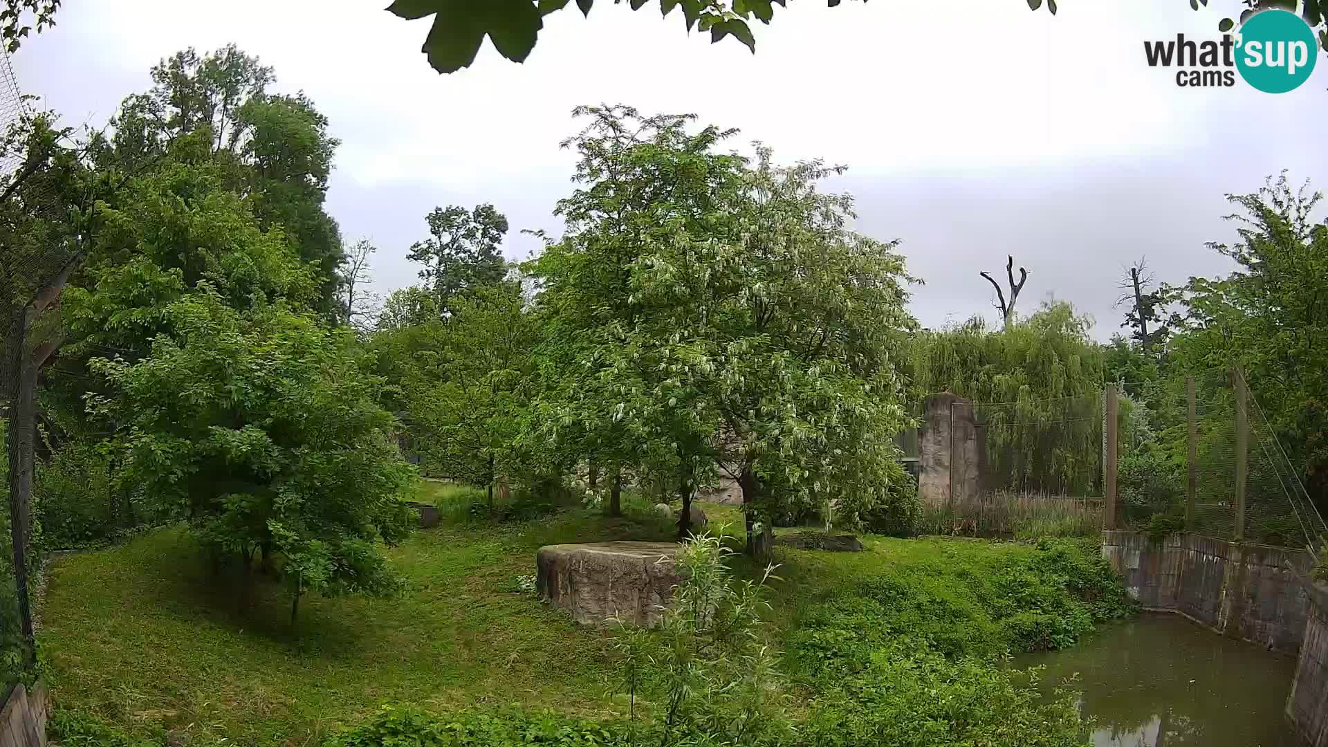 Zoo Zagreb – Leoni