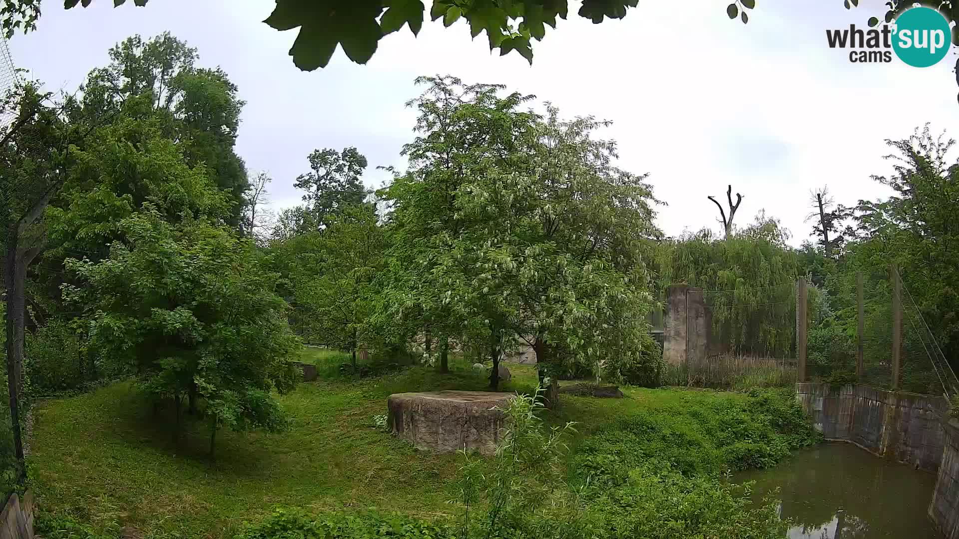Zoo Zagreb – Lion