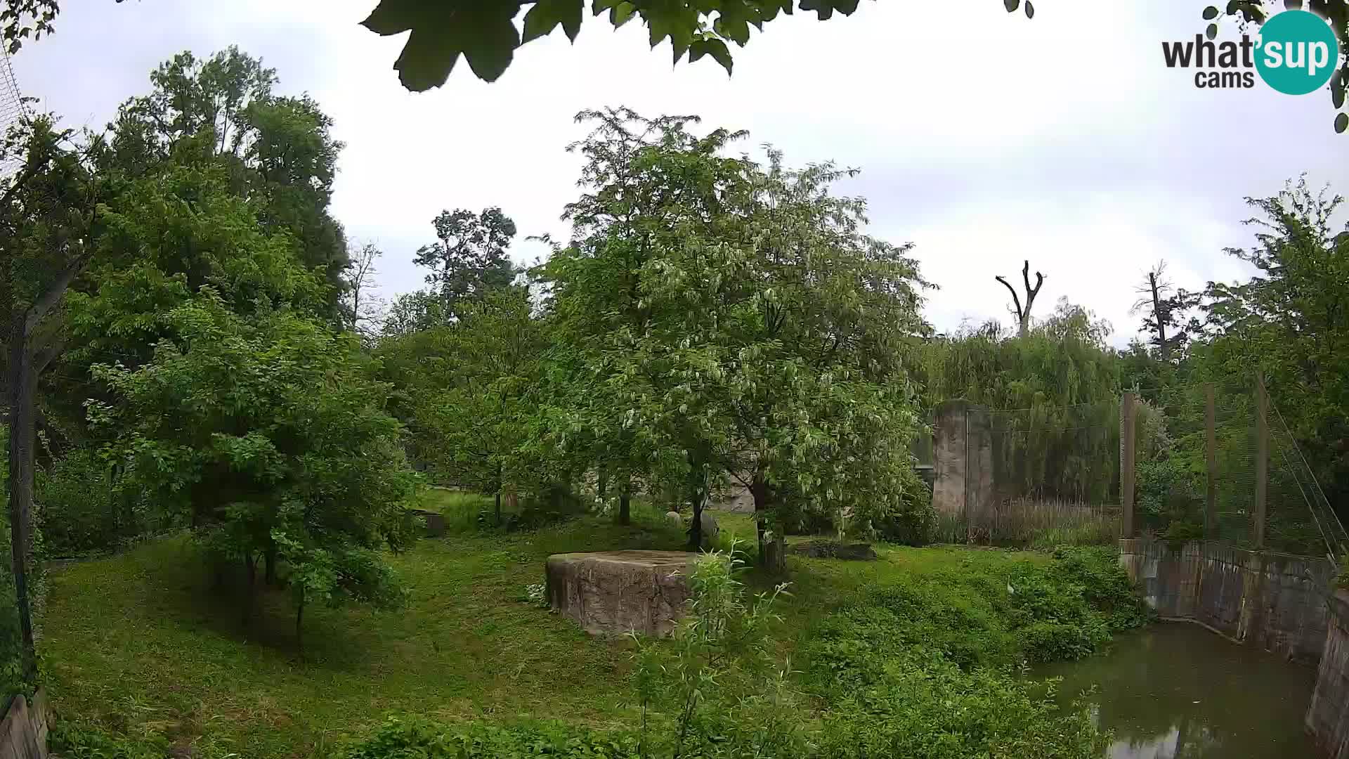Zoo Zagreb – Lion