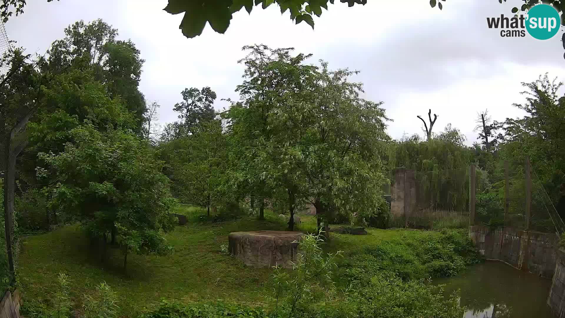 Zoo Zagreb – Lavovi