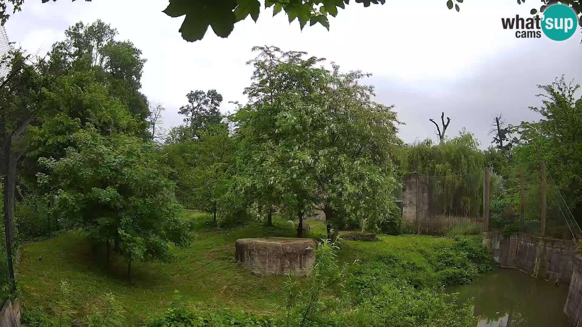 Zoo Zagreb – Leones