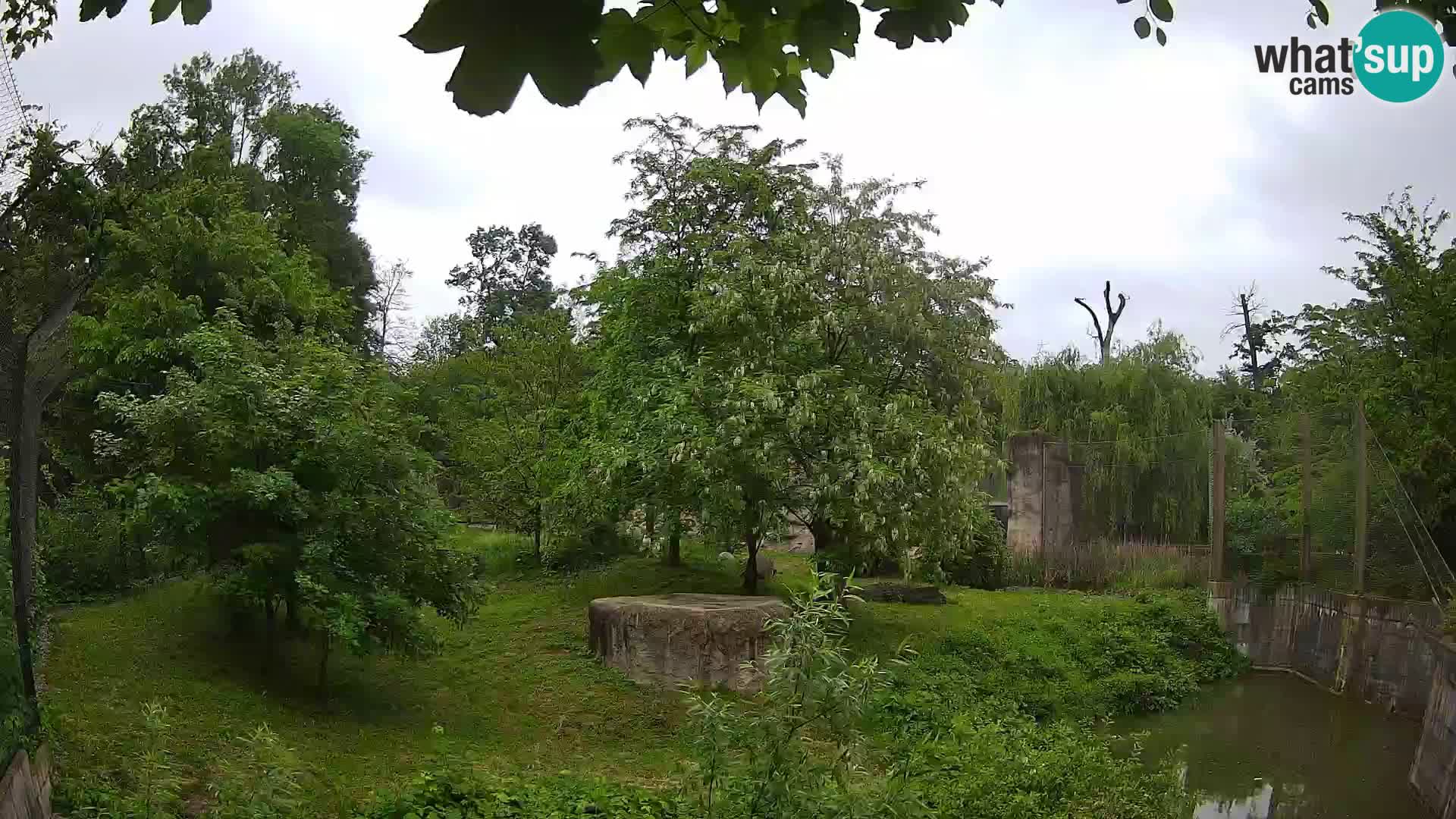 Zoo Zagreb – Löwen