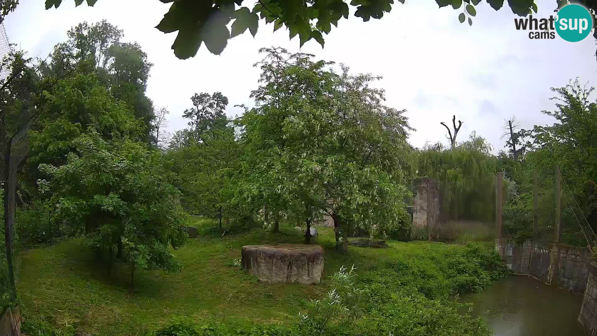 Zoo Zagreb – Lion