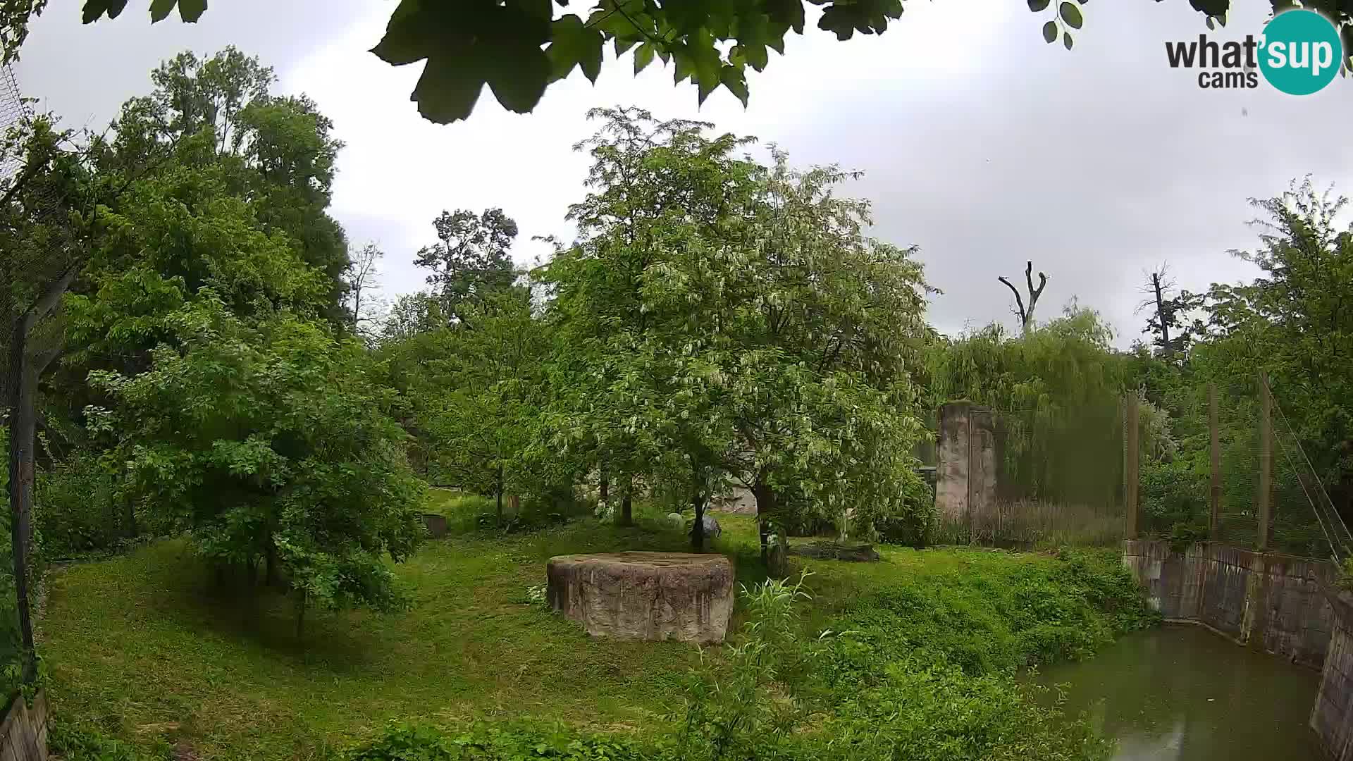 Zoo Zagreb – Lion