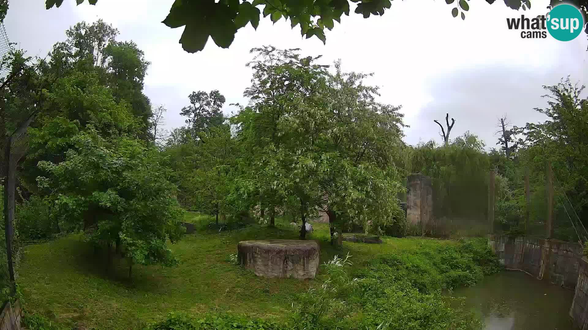 Zoo Zagreb – Leones