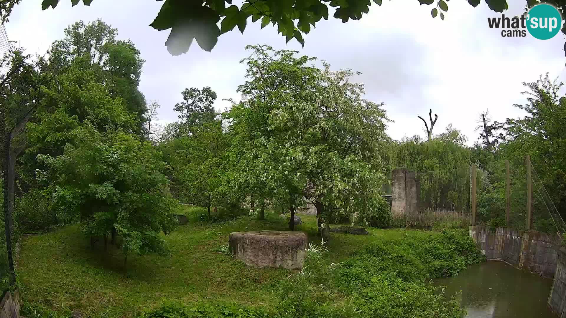Spletna kamera Zoo Zagreb – Levi