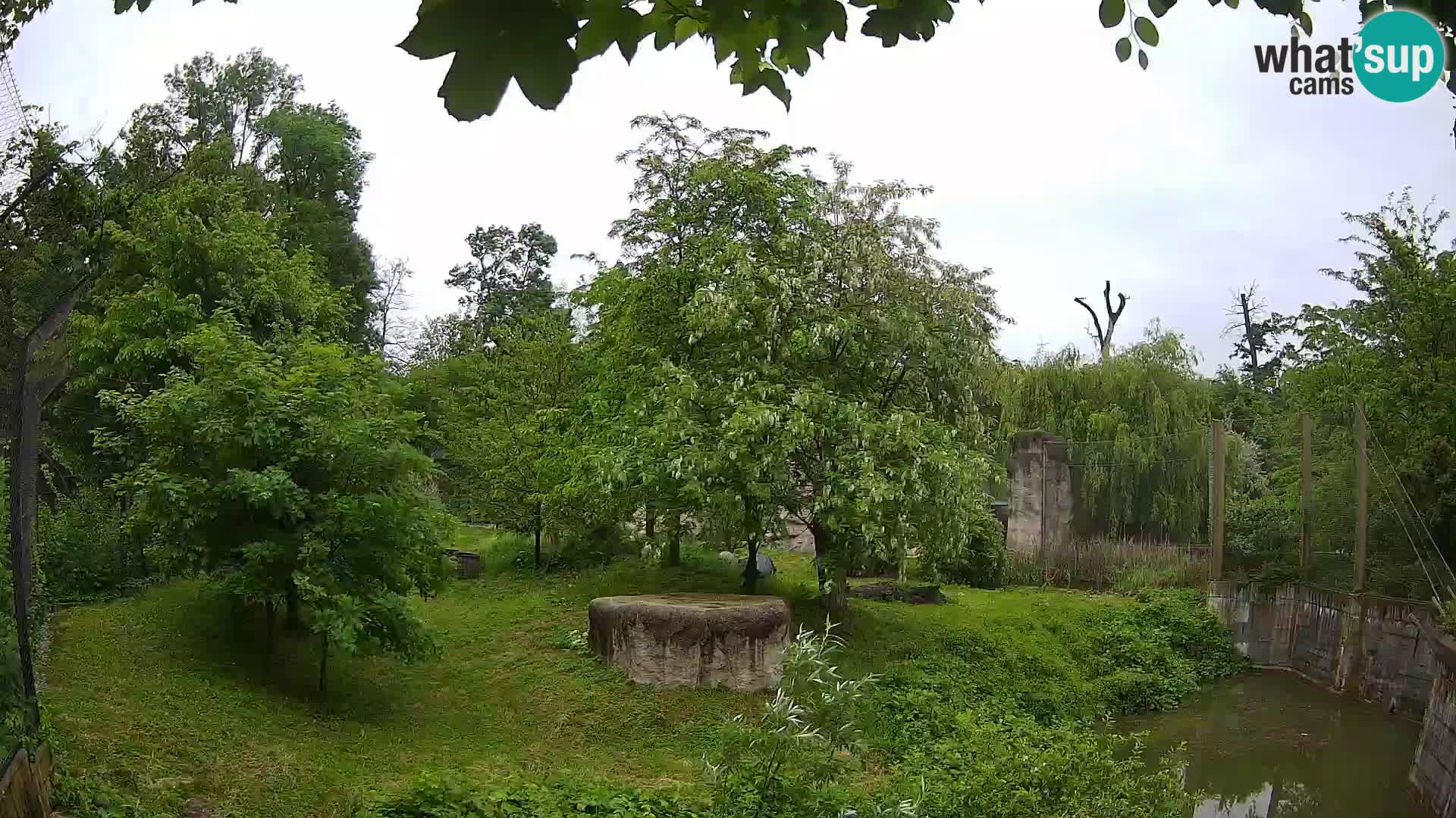 Spletna kamera Zoo Zagreb – Levi