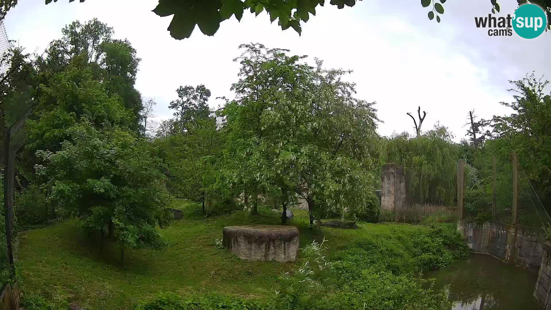 Zoo Zagreb – Lion