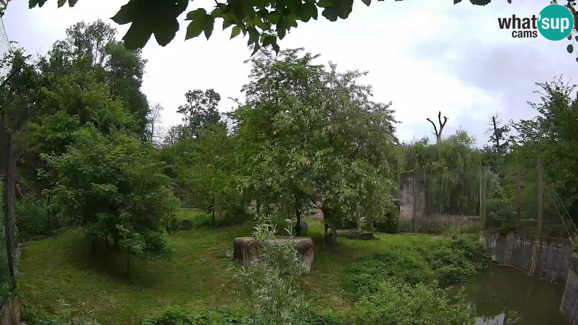 Zoo Zagreb – Lion