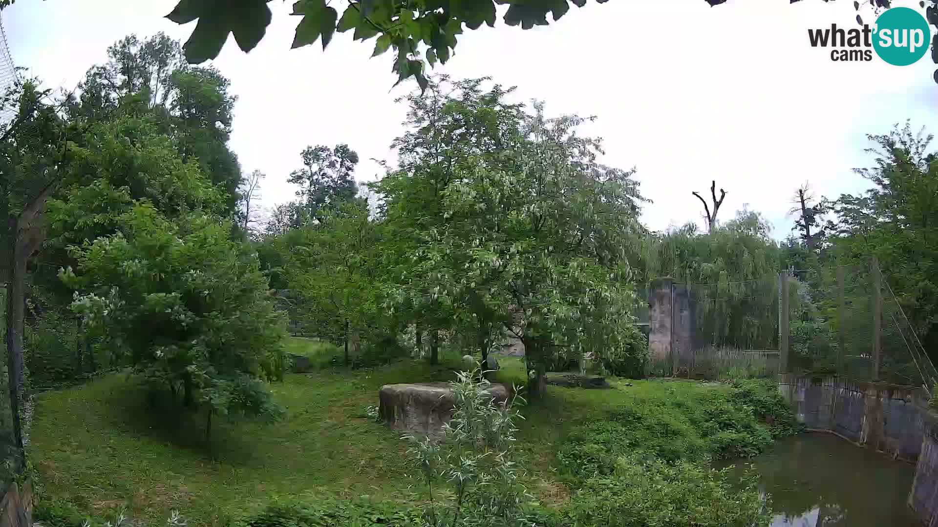 Zoo Zagreb – Leones