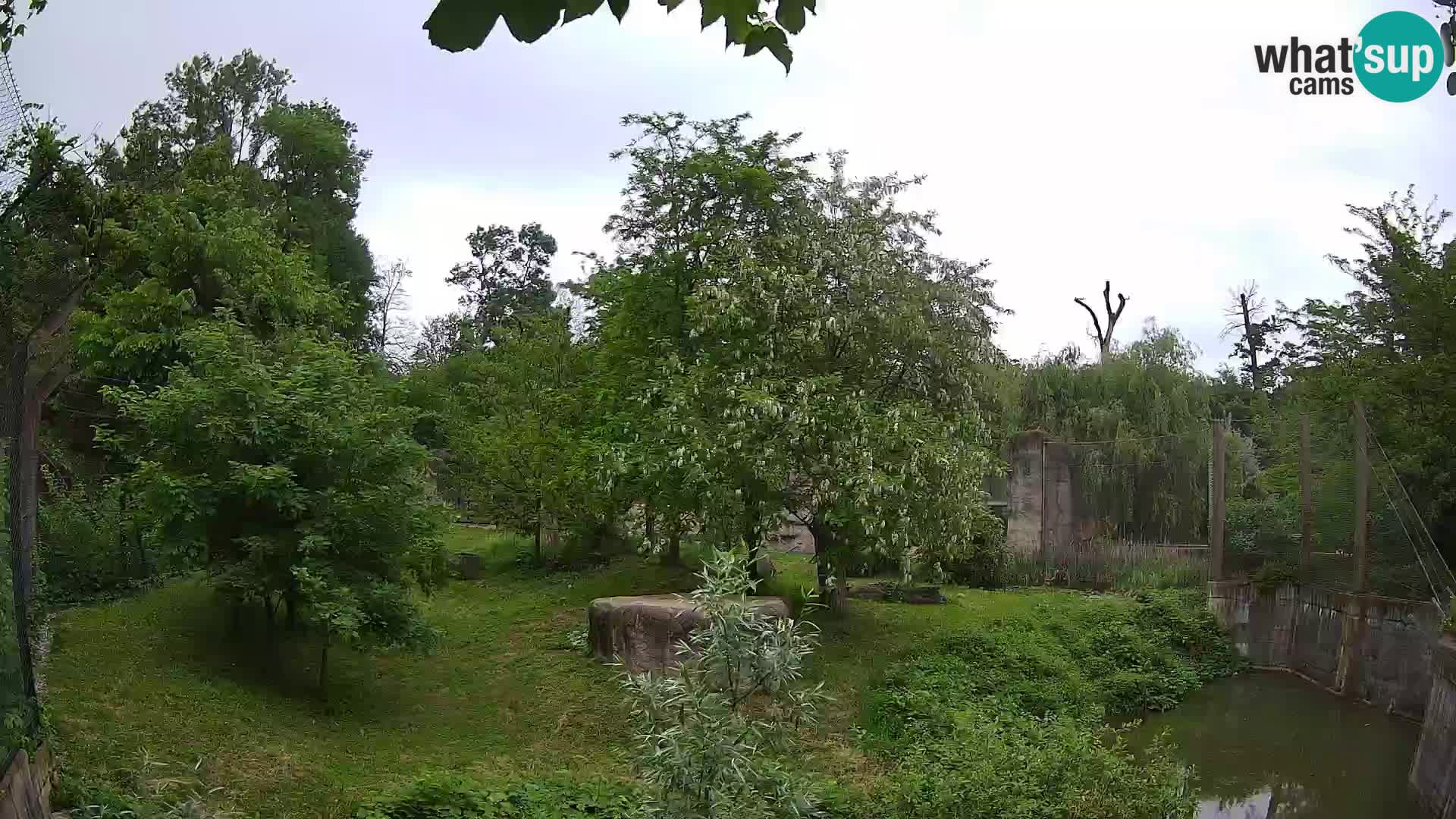 Zoo Zagreb – Leoni