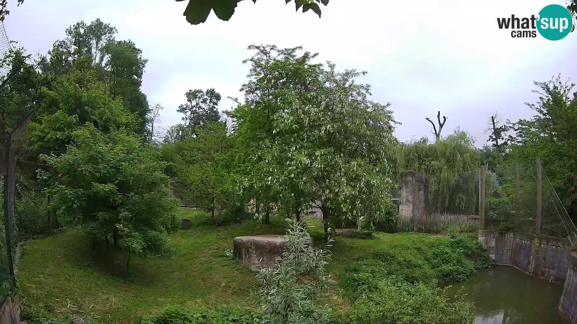 Zoo Zagreb – Leones