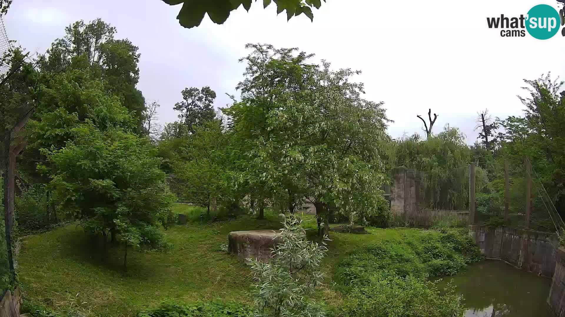 Zoo Zagreb – Löwen
