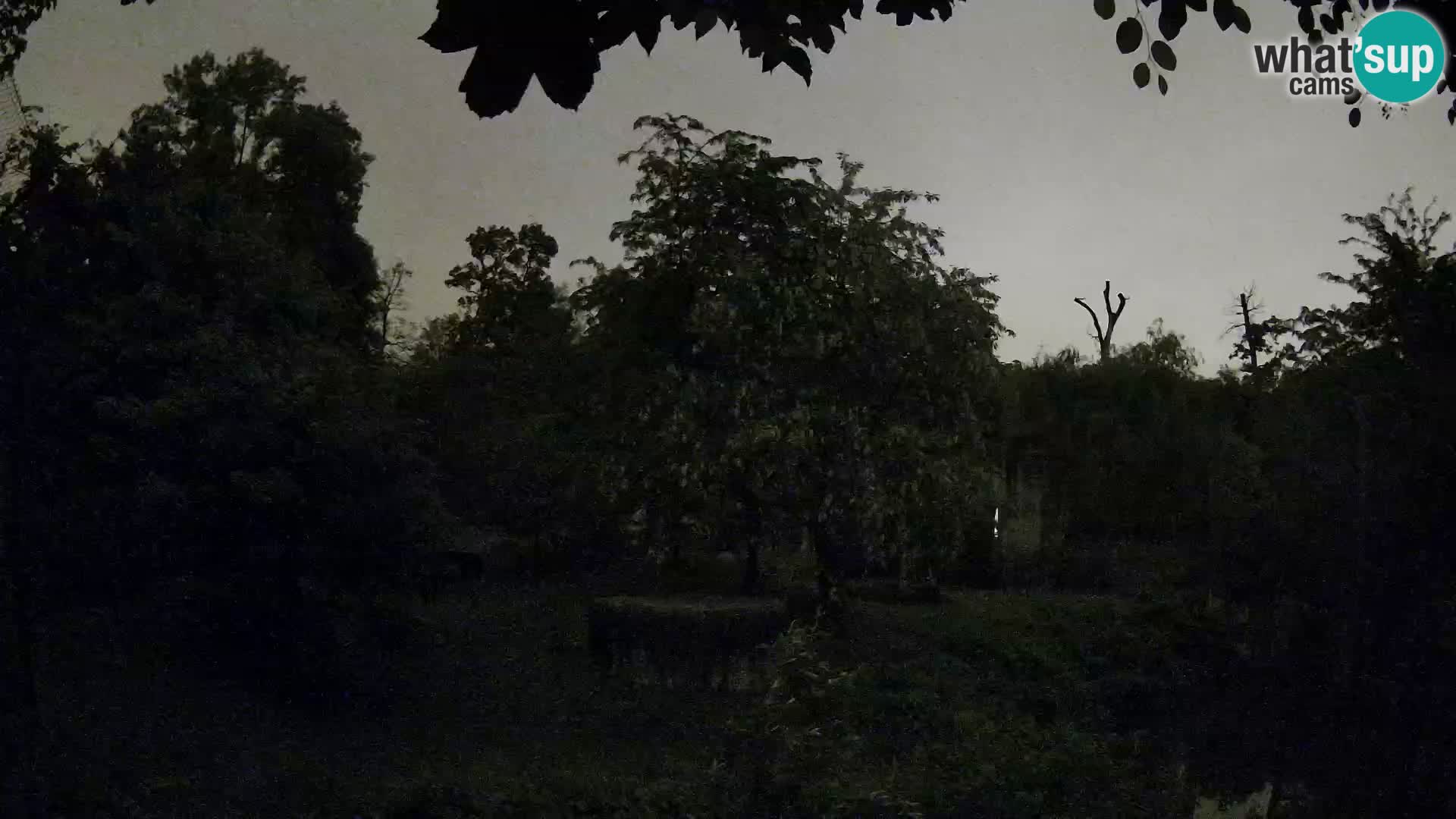 Zoo Zagreb – Löwen