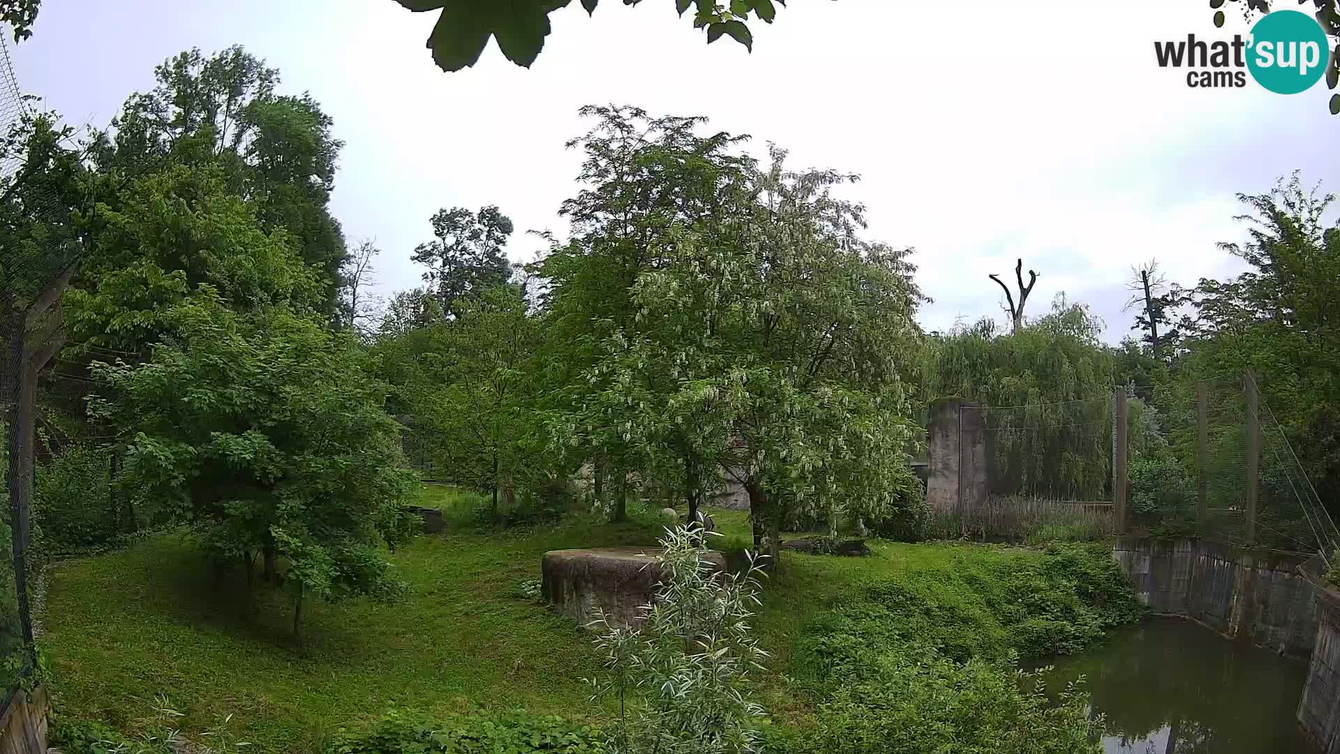 Zoo Zagreb – Löwen