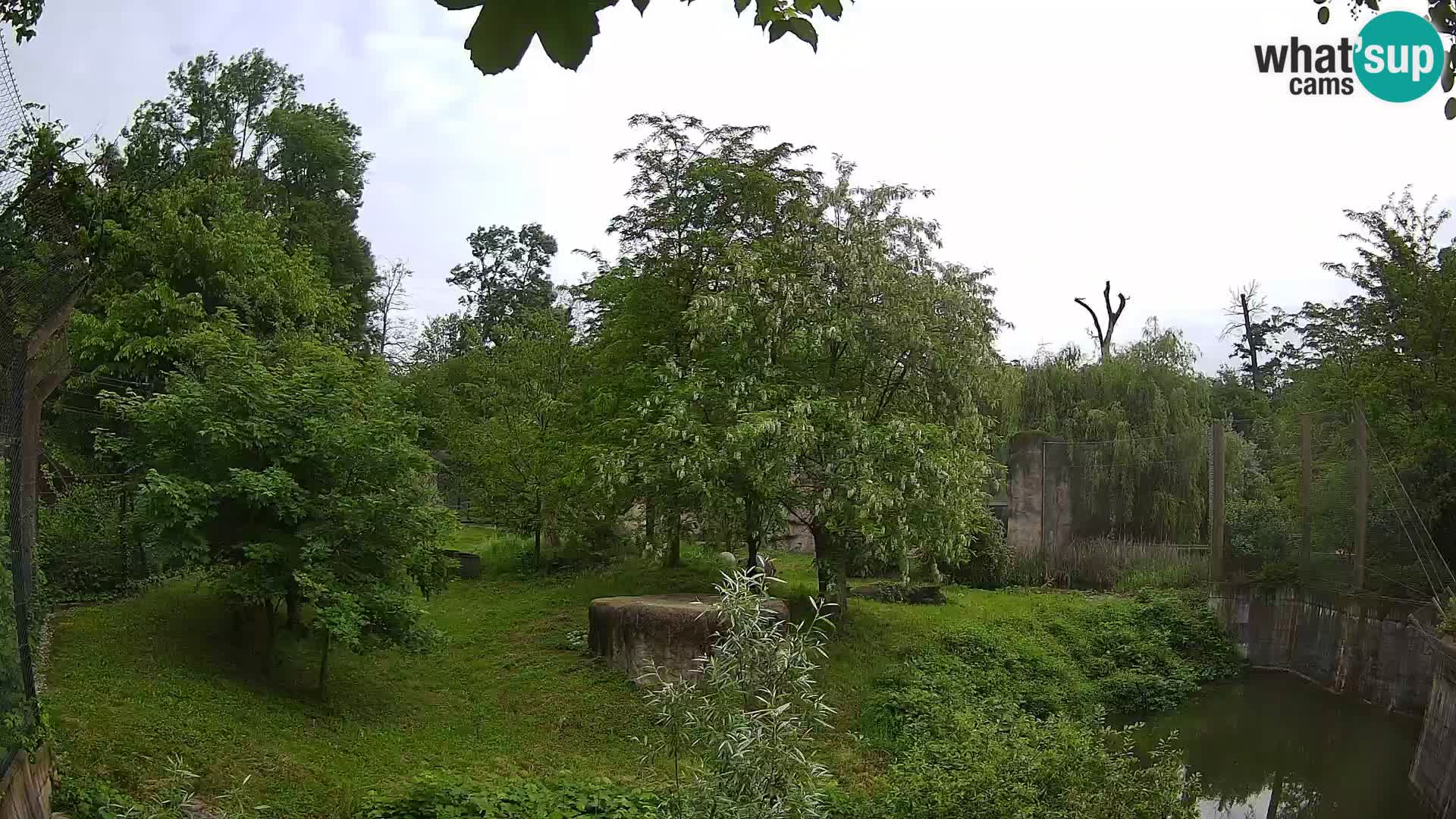 Zoo Zagreb – Lion