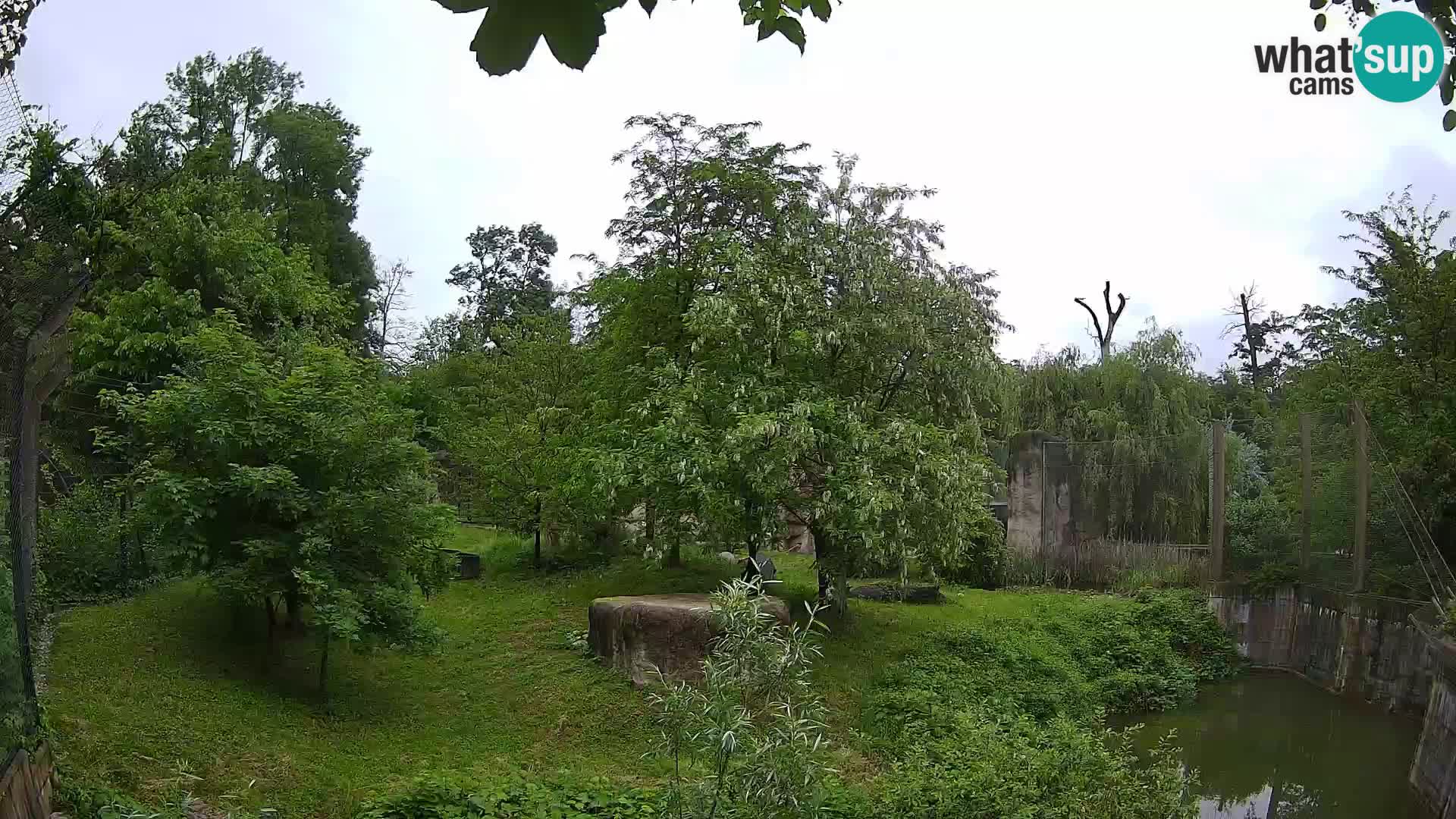 Spletna kamera Zoo Zagreb – Levi