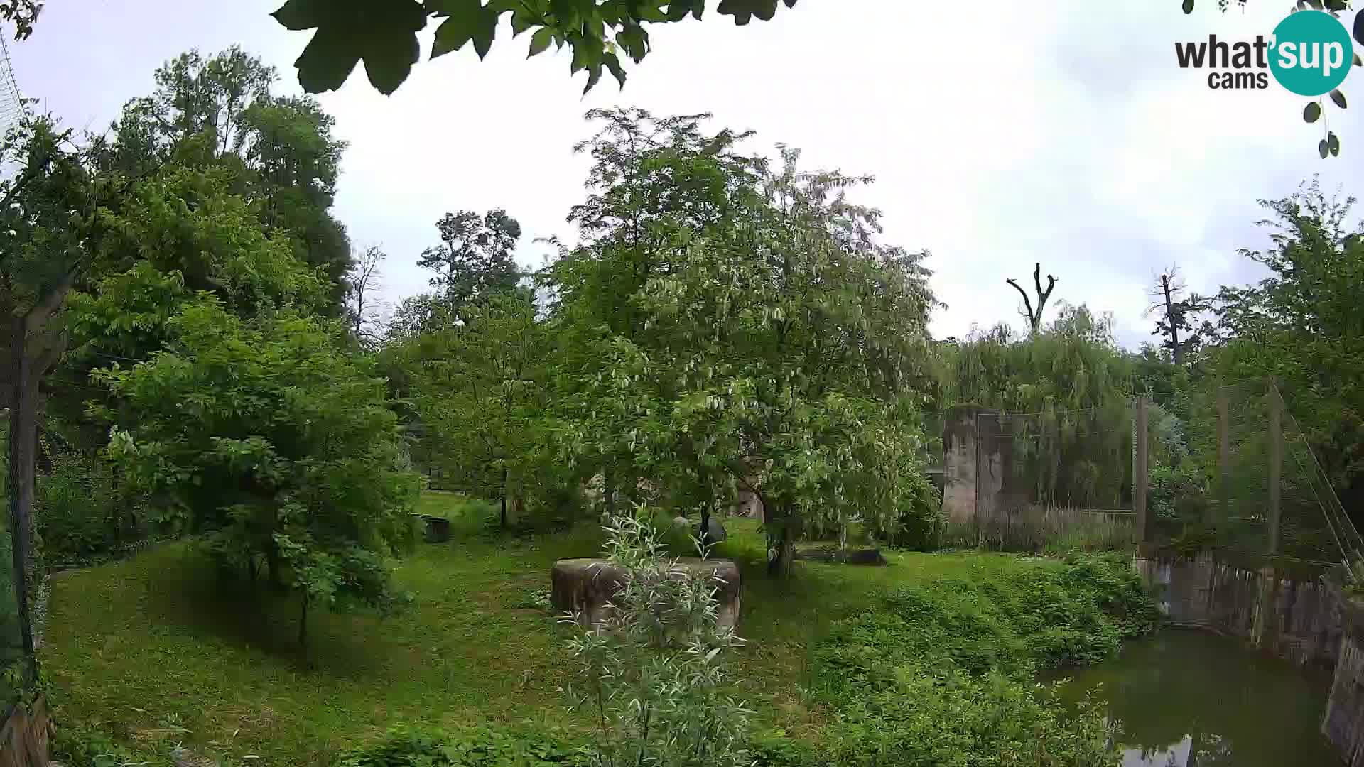 Zoo Zagreb – Lion