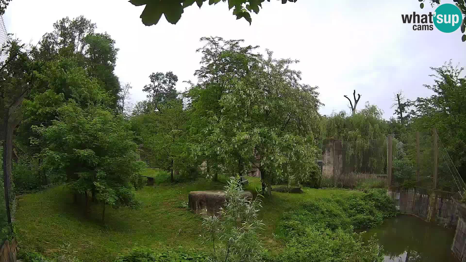 Zoo Zagreb – Lion