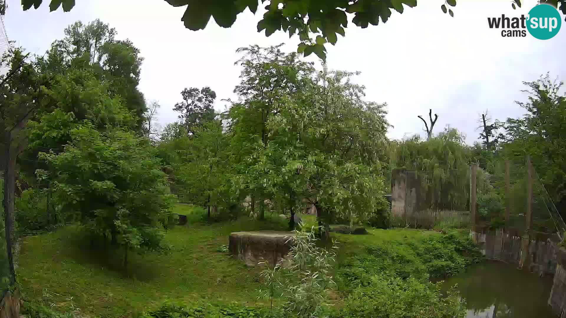 Zoo Zagreb – Lavovi