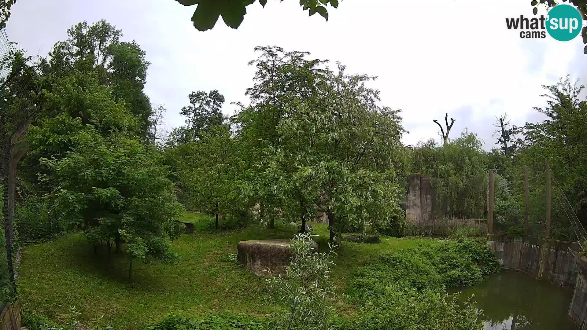 Spletna kamera Zoo Zagreb – Levi