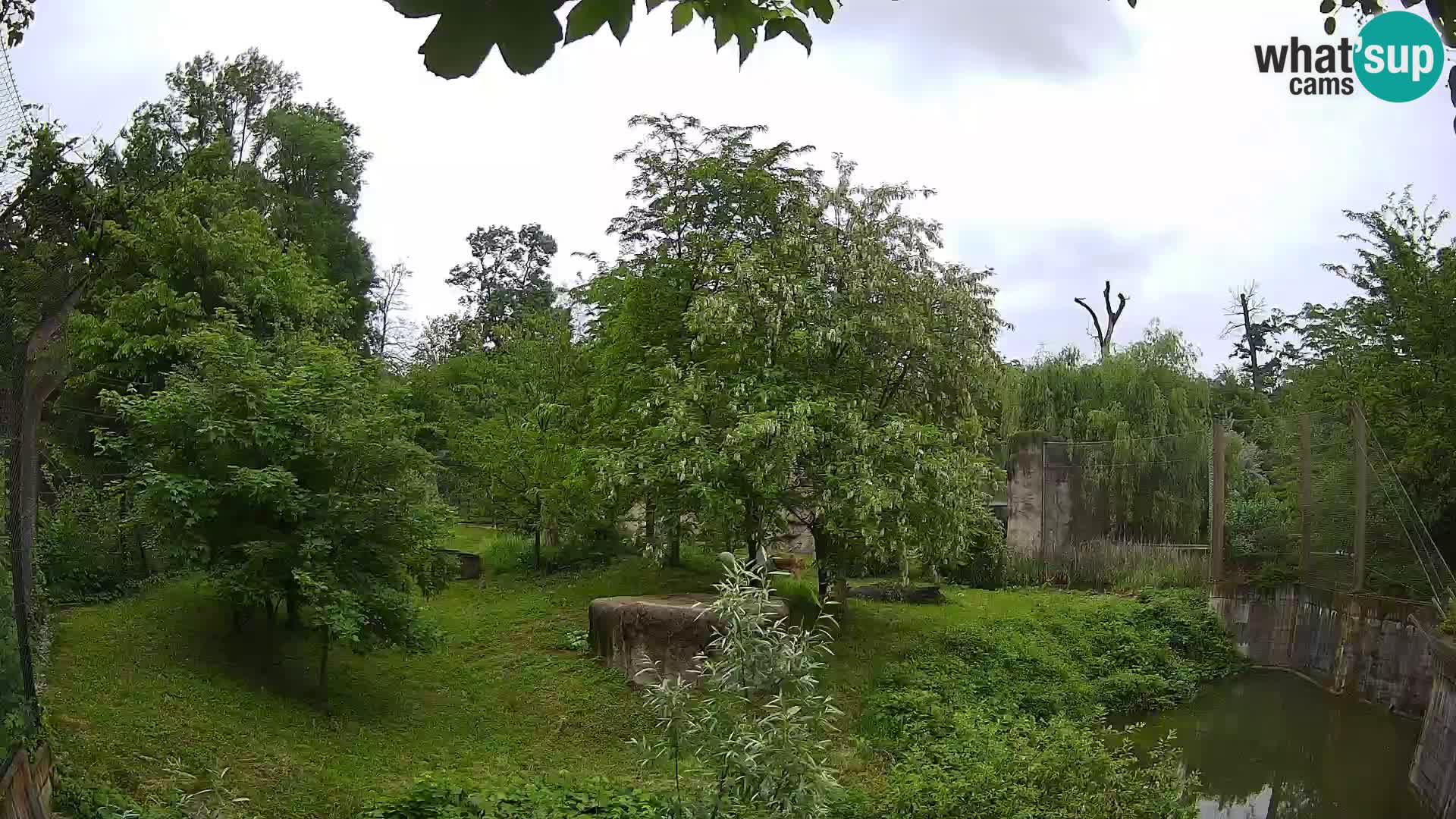 Zoo Zagreb – Lion