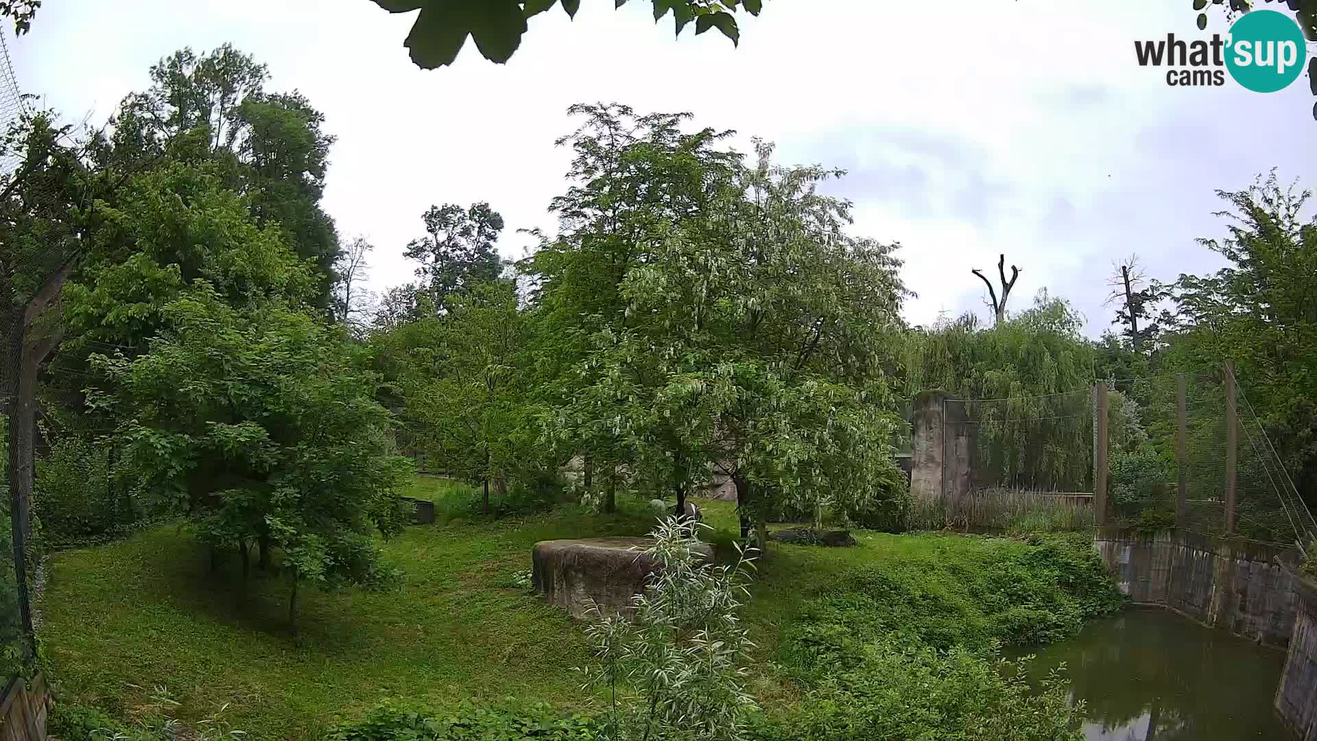 Zoo Zagreb – Lion