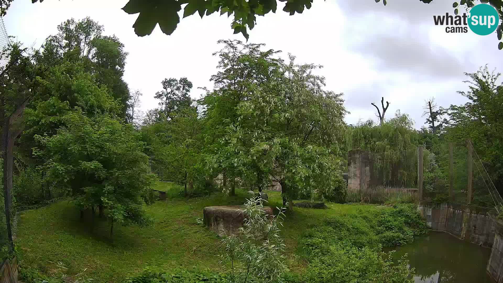 Zoo Zagreb – Lion