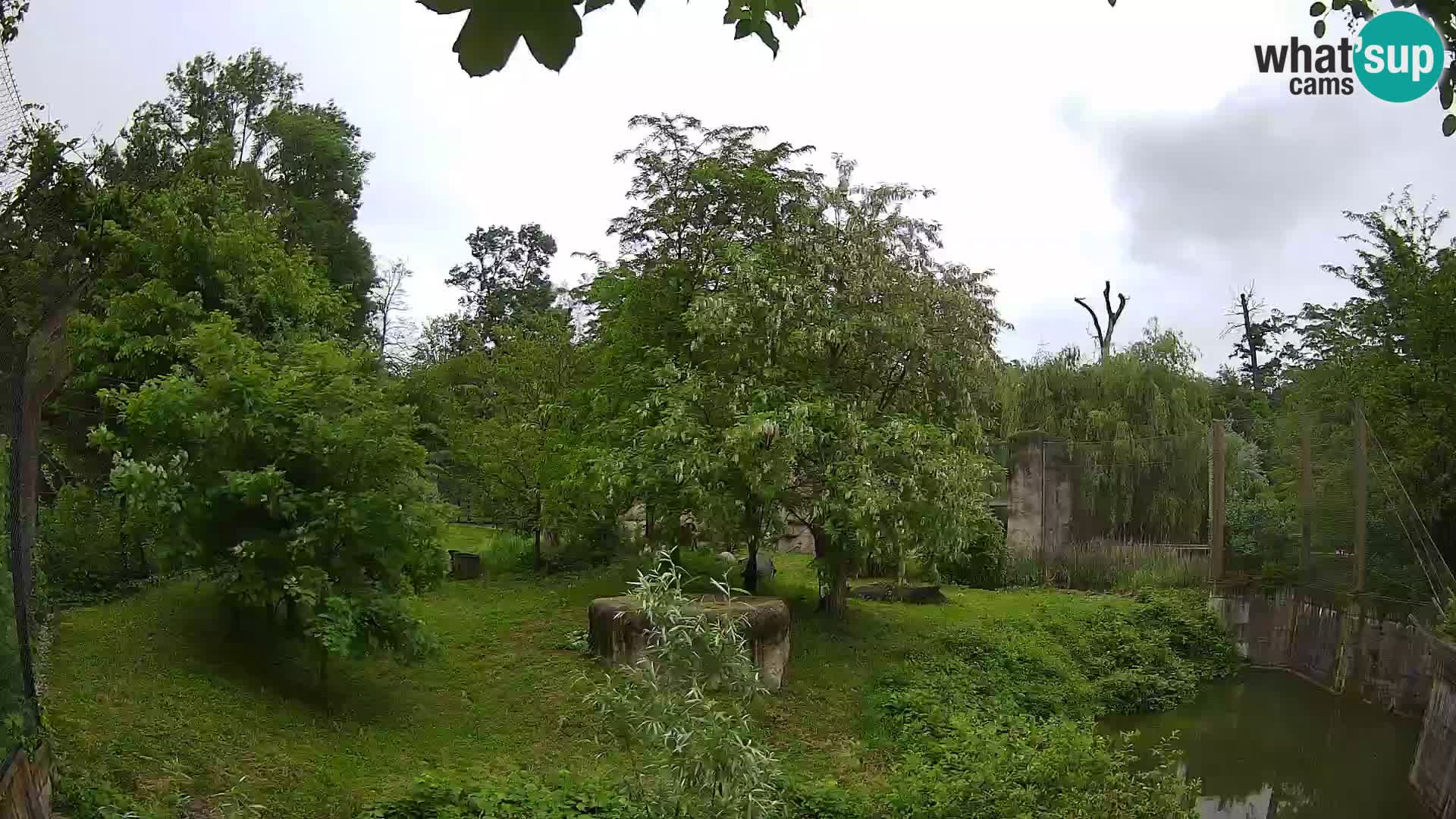 Zoo Zagreb – Lavovi