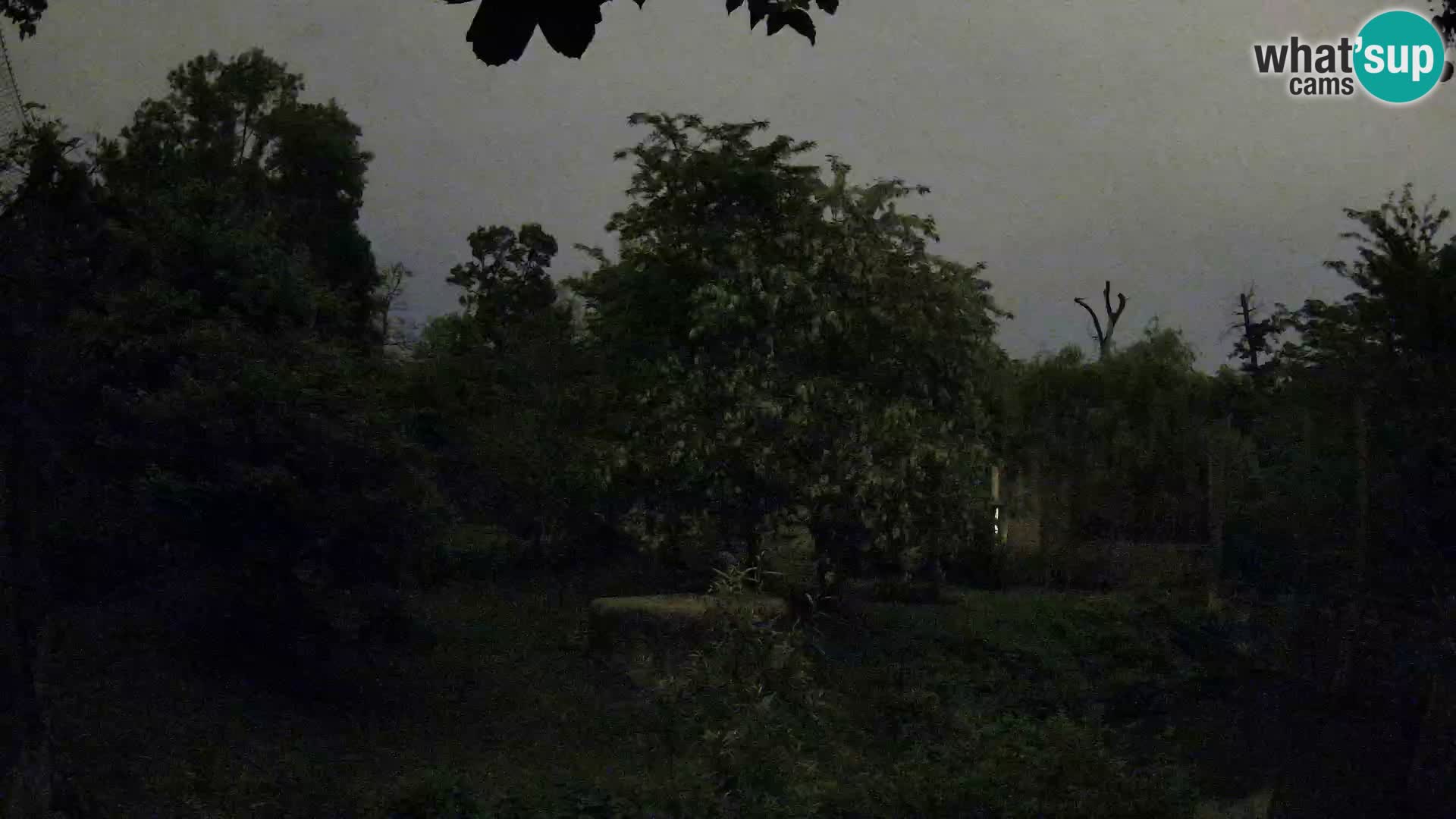 Zoo Zagreb – Löwen