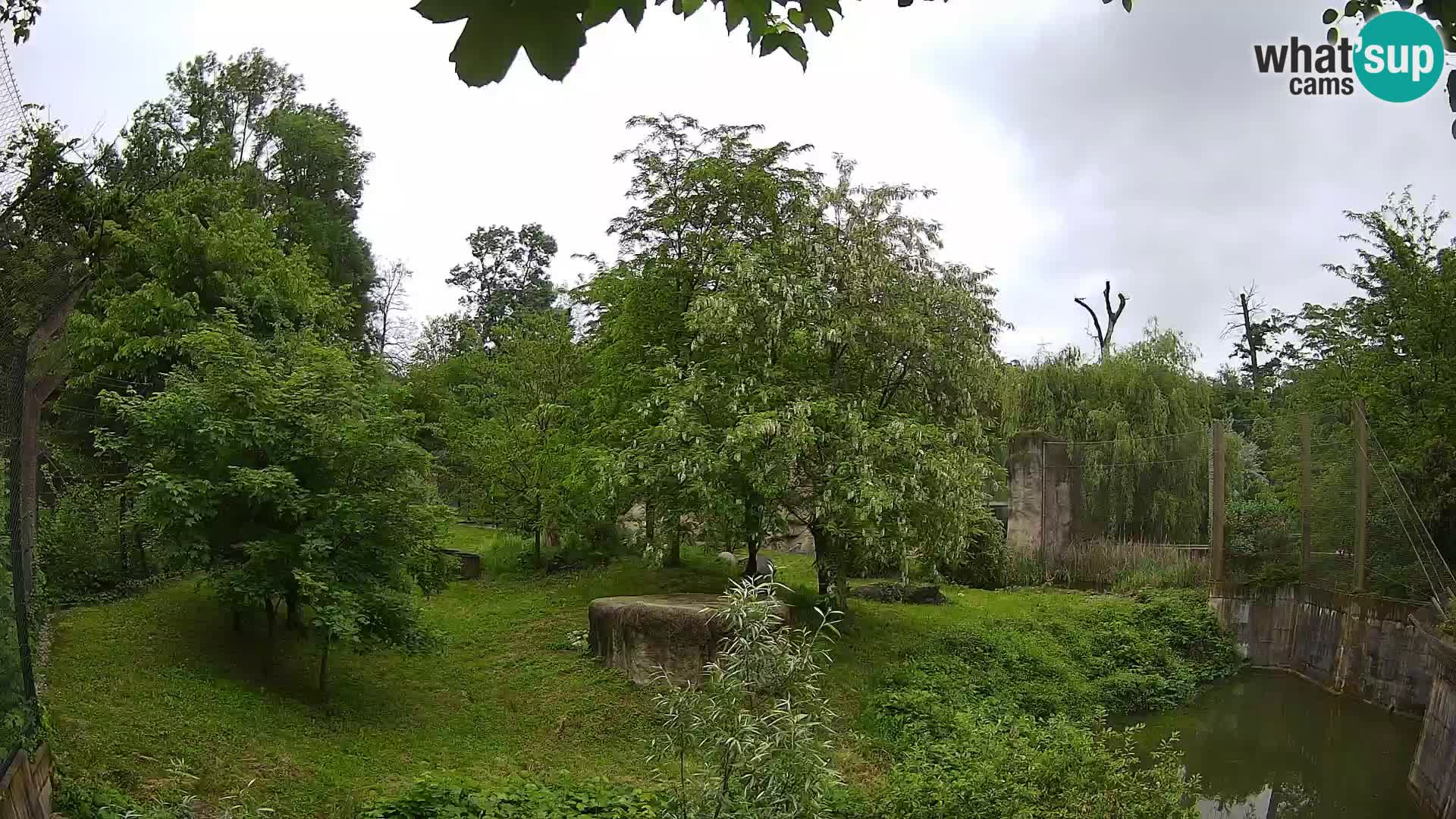 Zoo Zagreb – Lion