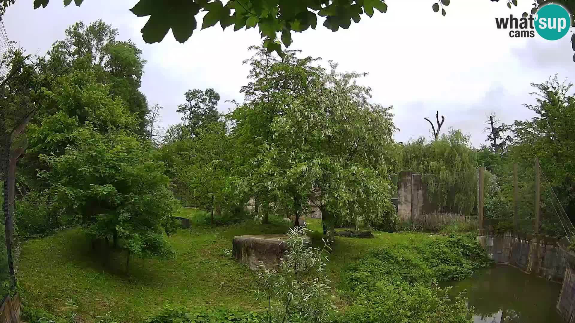 Zoo Zagreb – Löwen