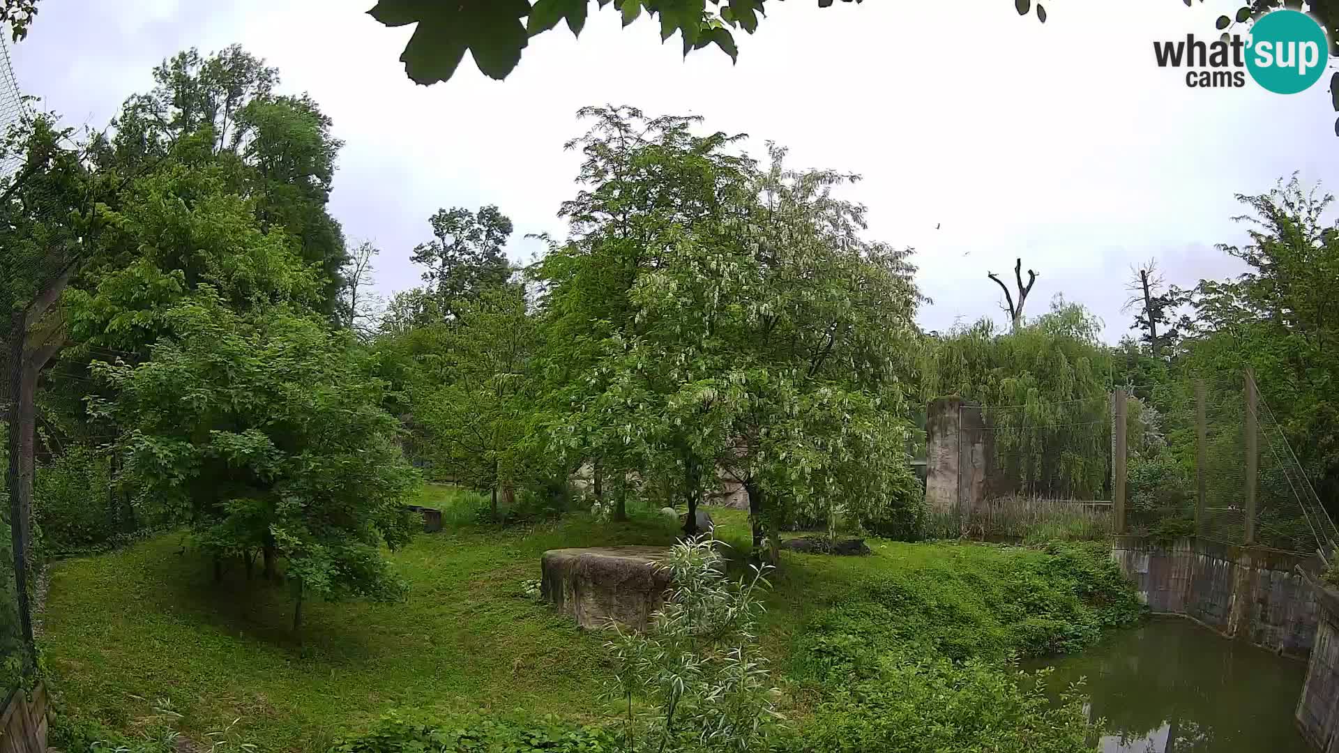 Zoo Zagreb – Leones