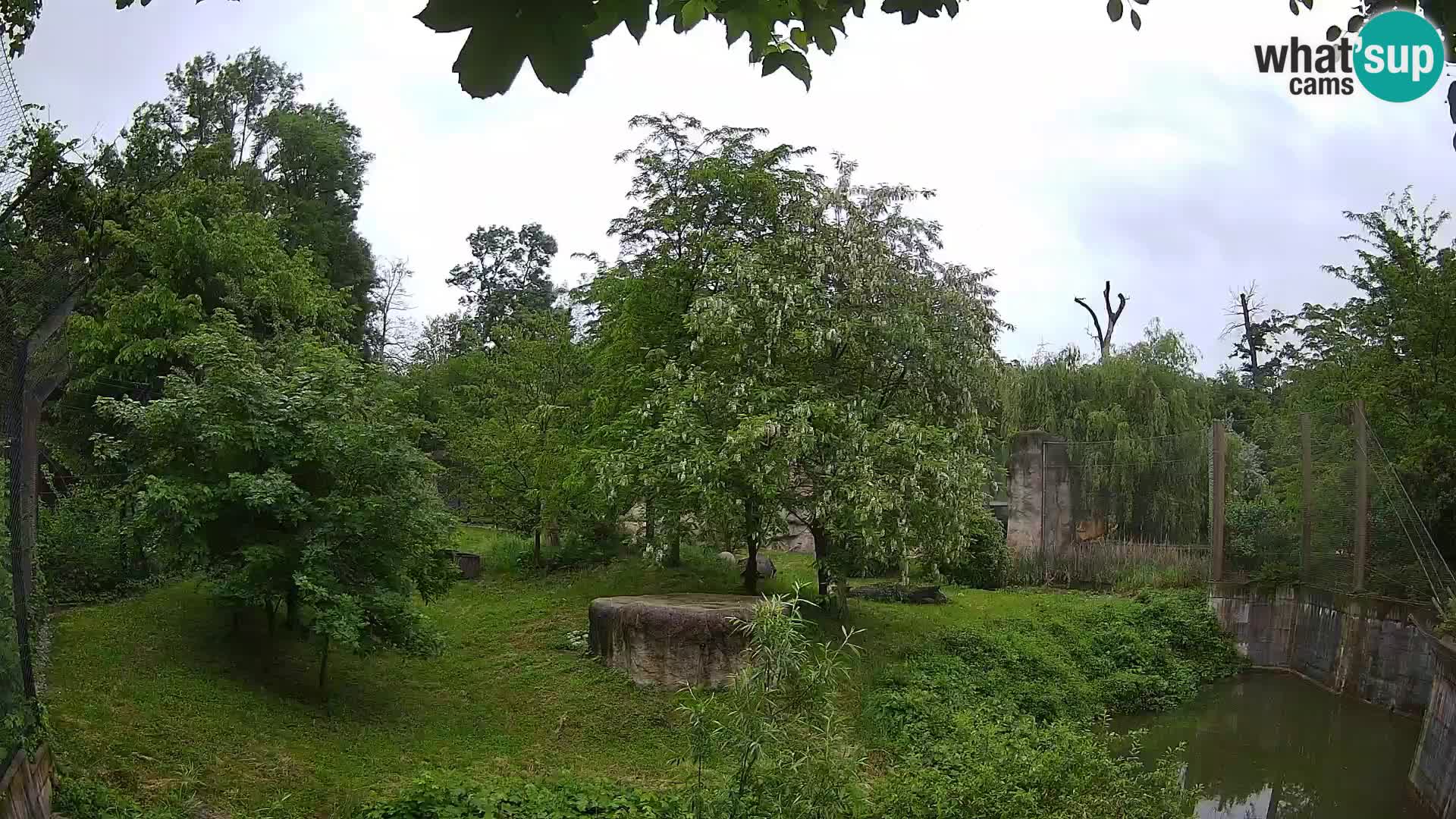Zoo Zagreb – Löwen