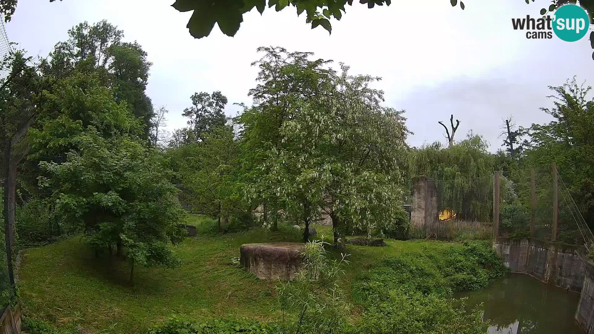 Zoo Zagreb – Lion