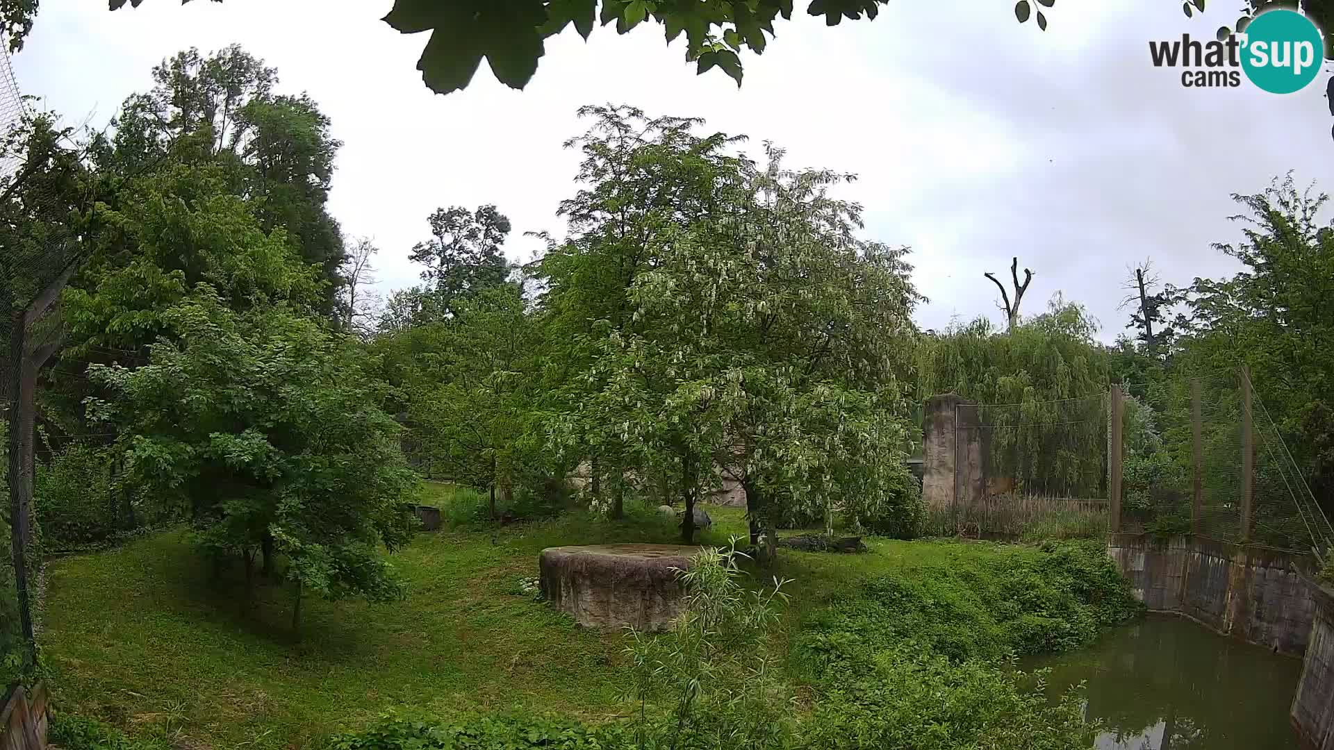 Zoo Zagreb – Lavovi