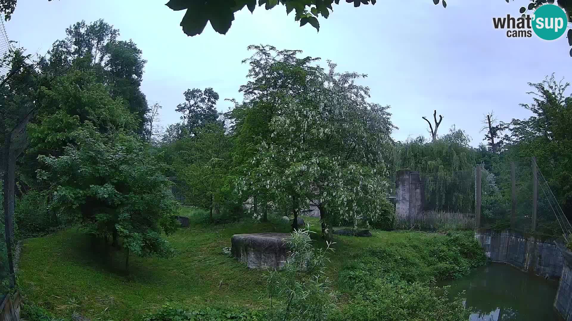Zoo Zagreb – Leoni