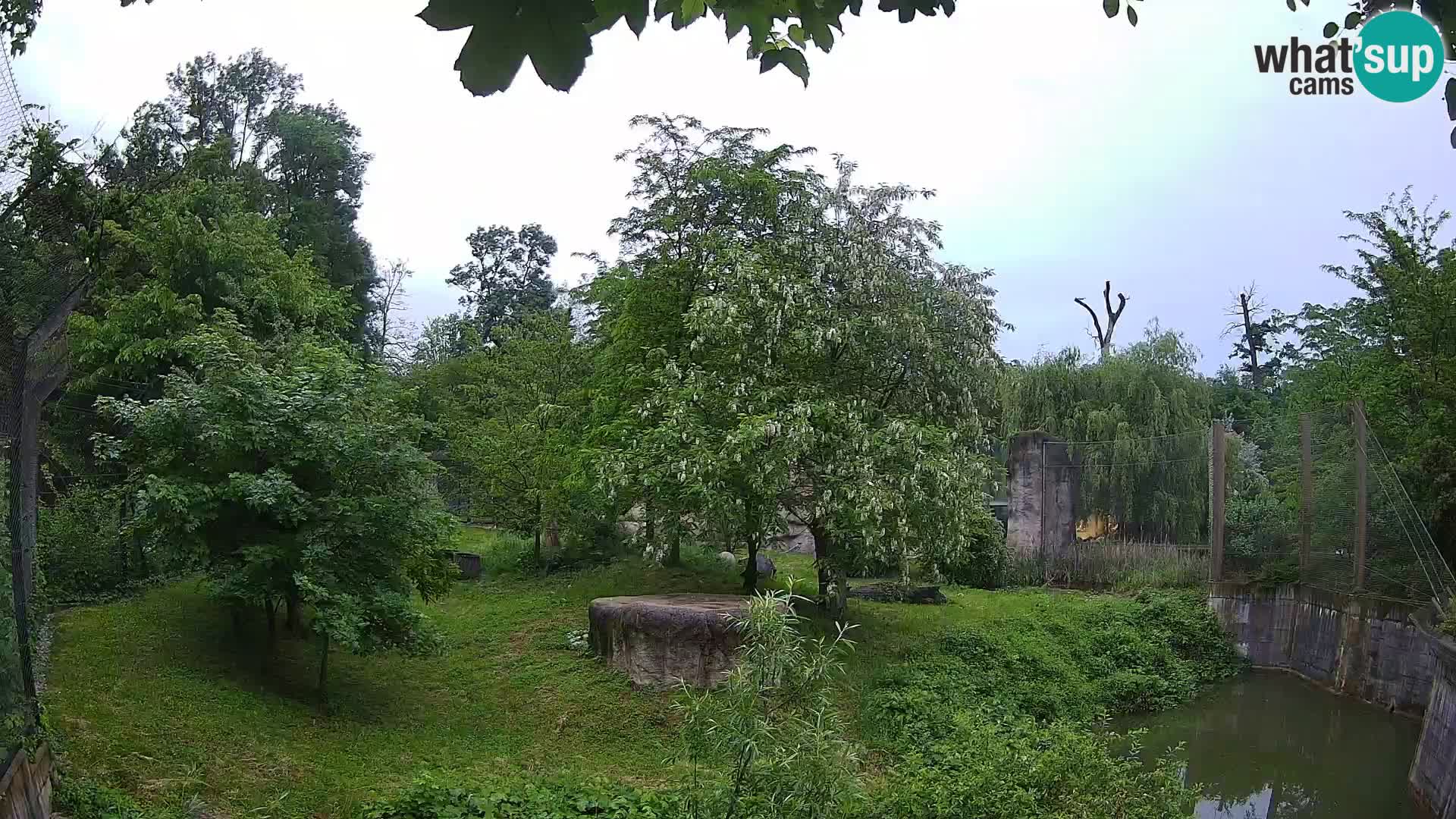 Zoo Zagreb – Lavovi