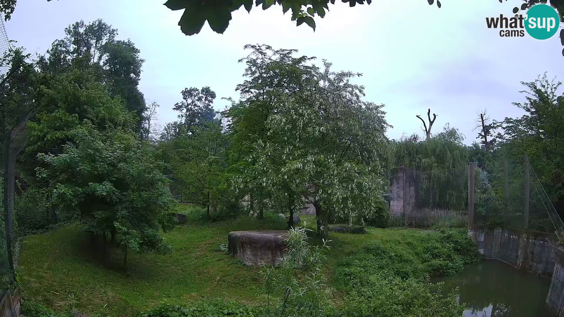 Zoo Zagreb – Lion