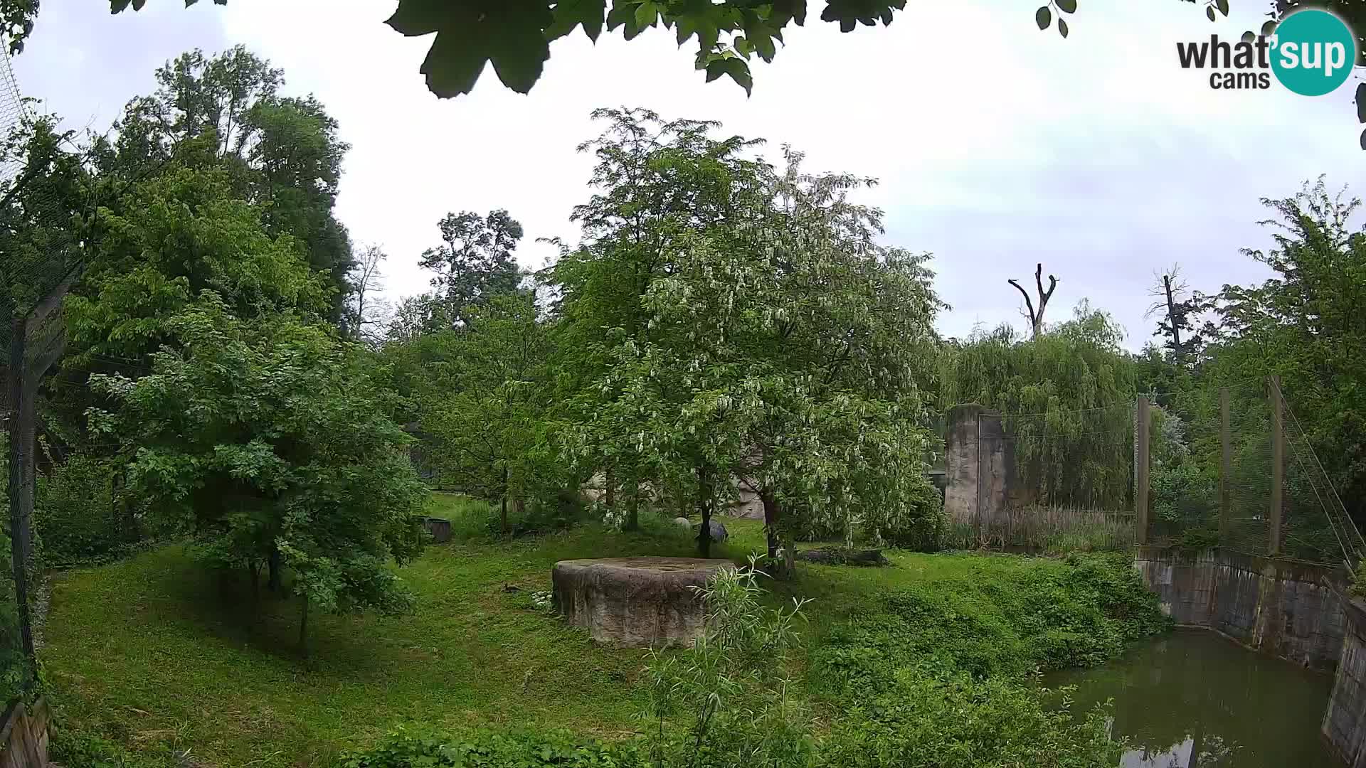 Zoo Zagreb – Lion