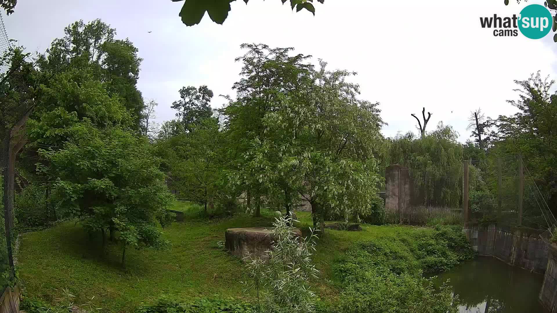 Zoo Zagreb – Löwen