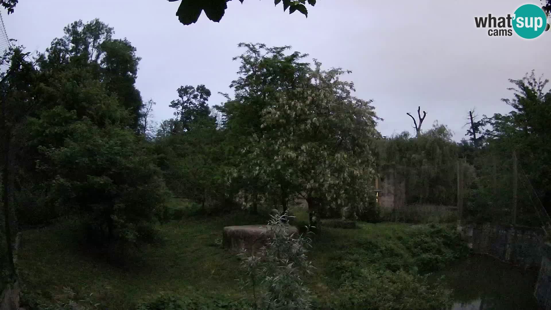 Spletna kamera Zoo Zagreb – Levi