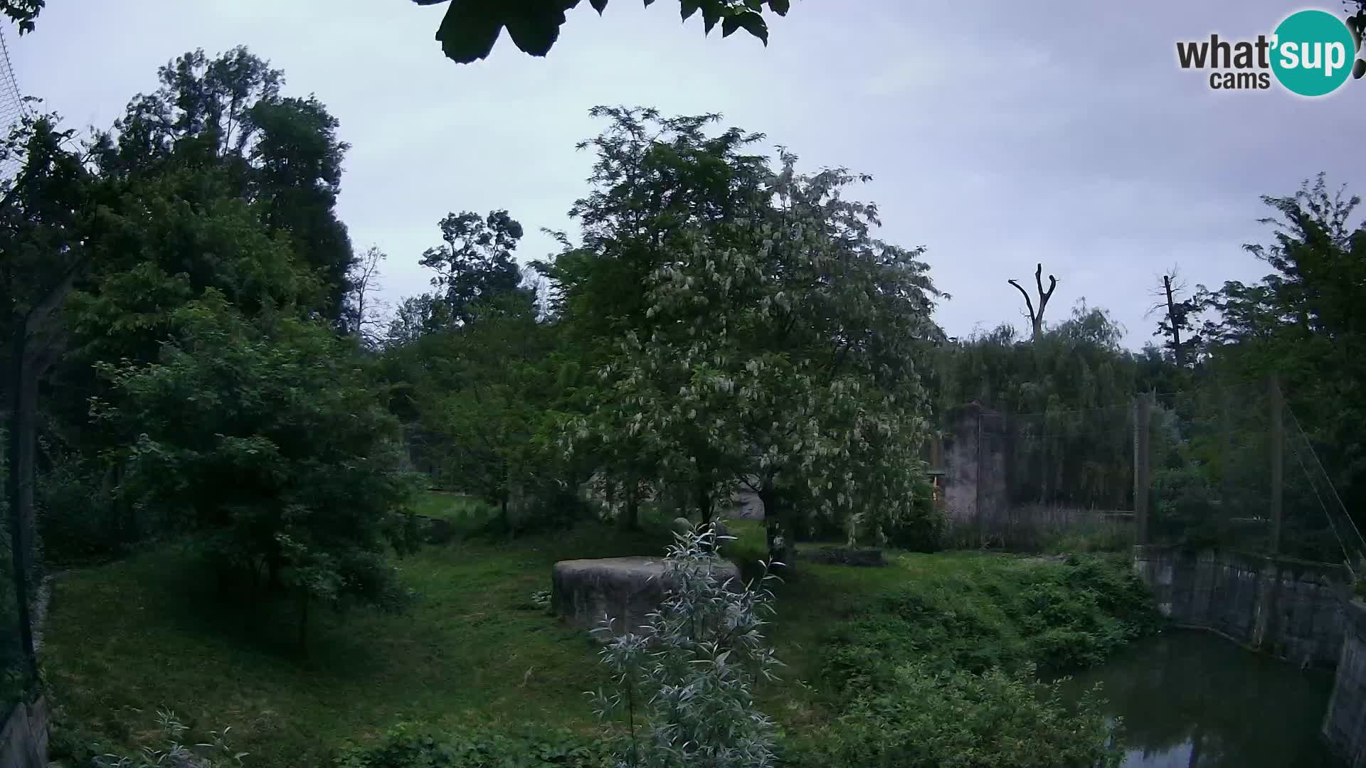 Spletna kamera Zoo Zagreb – Levi