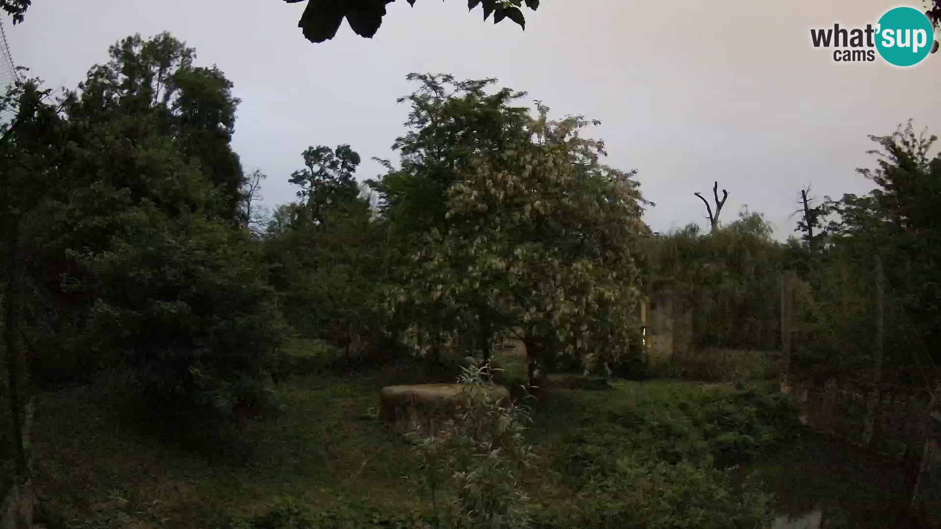 Zoo Zagreb – Lavovi