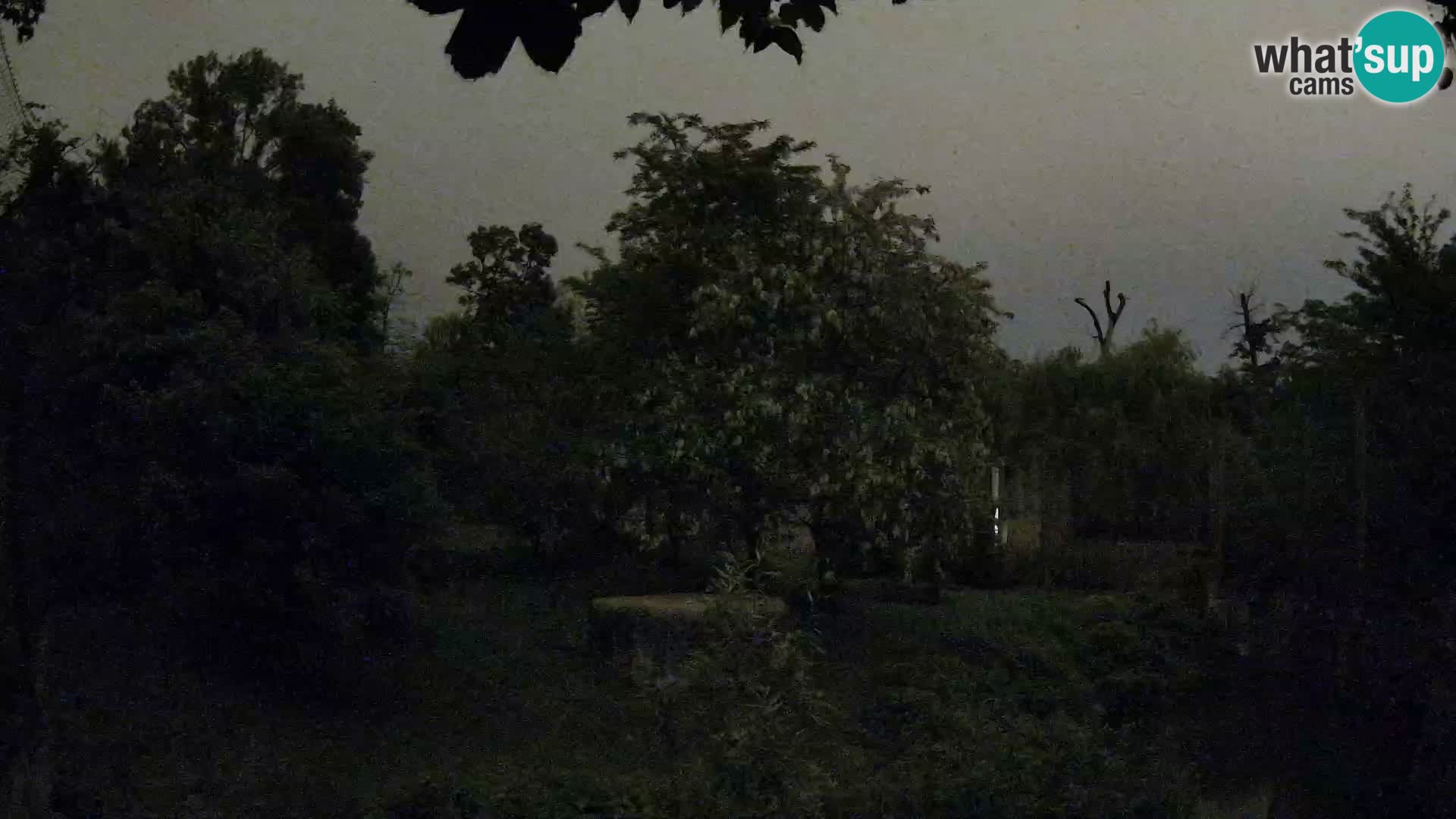 Spletna kamera Zoo Zagreb – Levi
