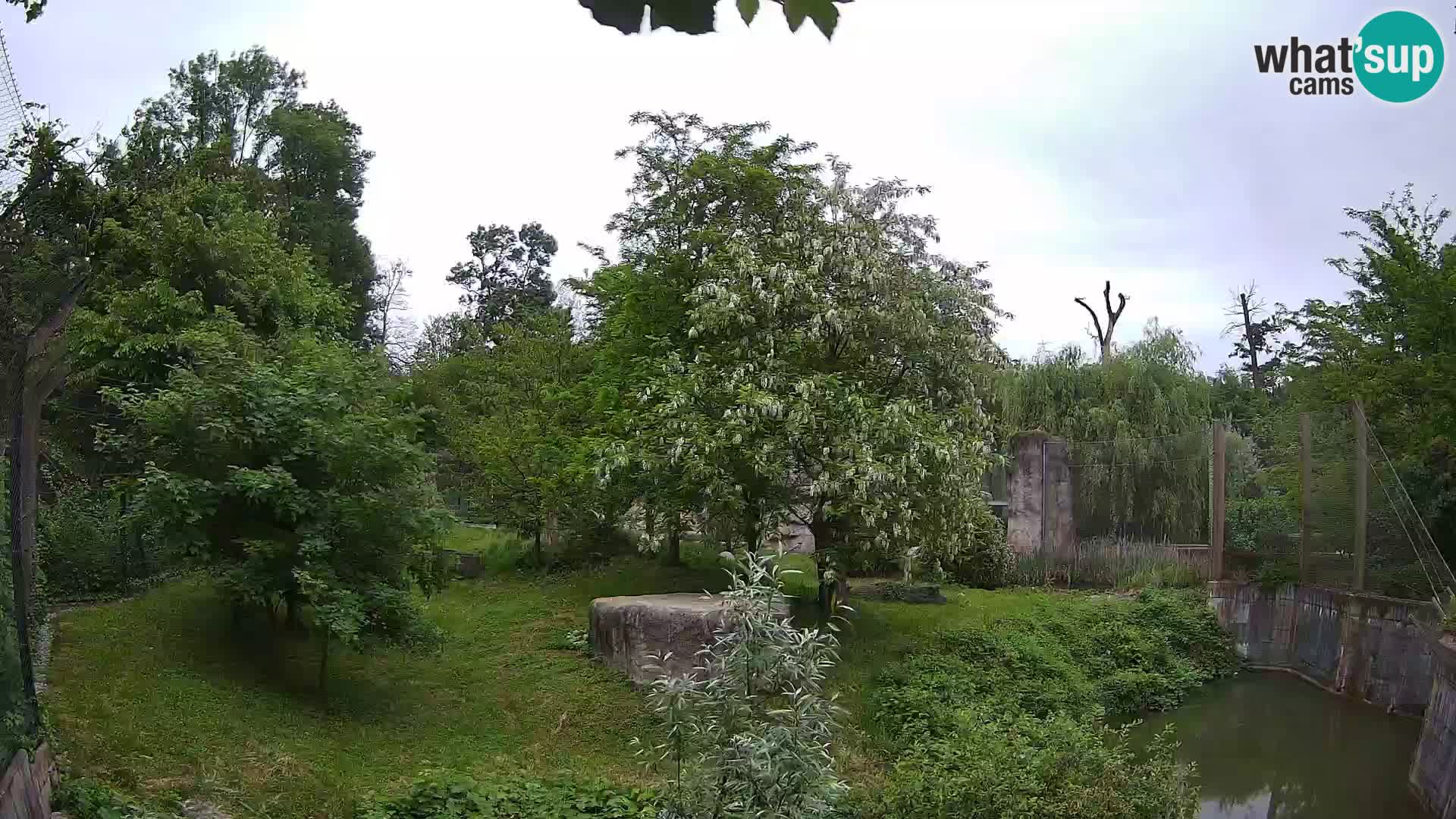 Zoo Zagreb – Löwen